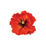 California Poppy Petal Veiner by James Rosselle