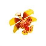 Oncidium Orchid Petal Veiner by James Rosselle